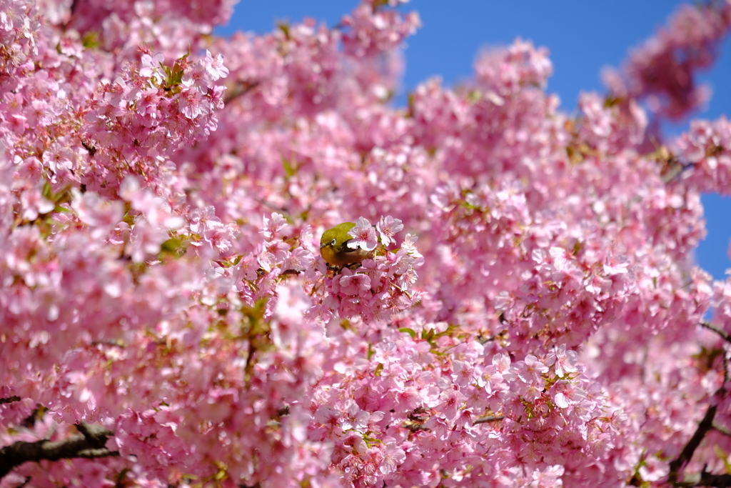 桜の刻､歓喜の刻 1