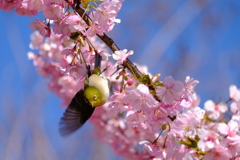 桜の刻､歓喜の刻 4