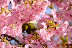 桜の刻､歓喜の刻 7