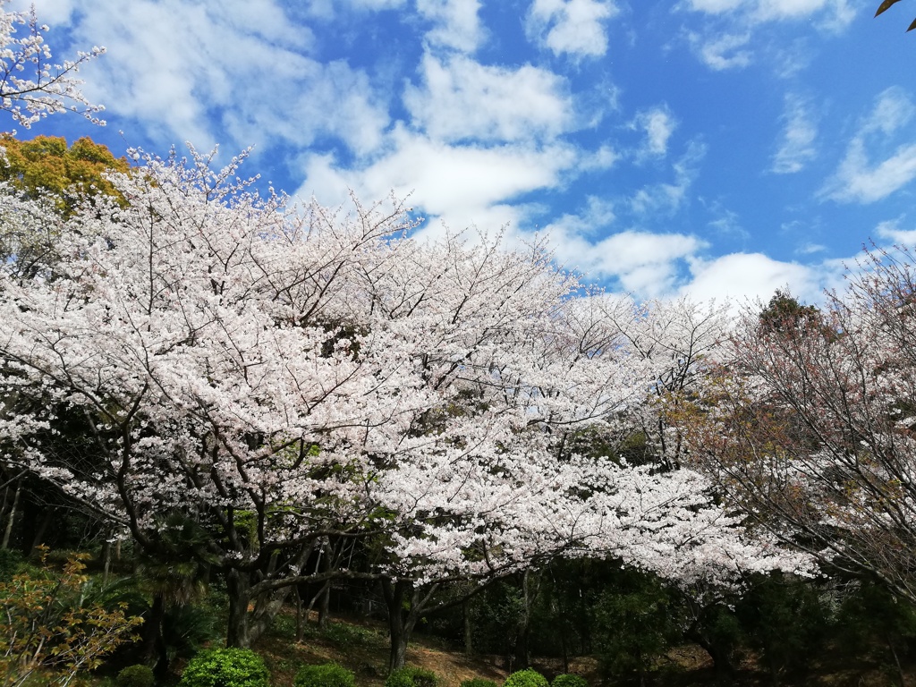 さくら日和 1