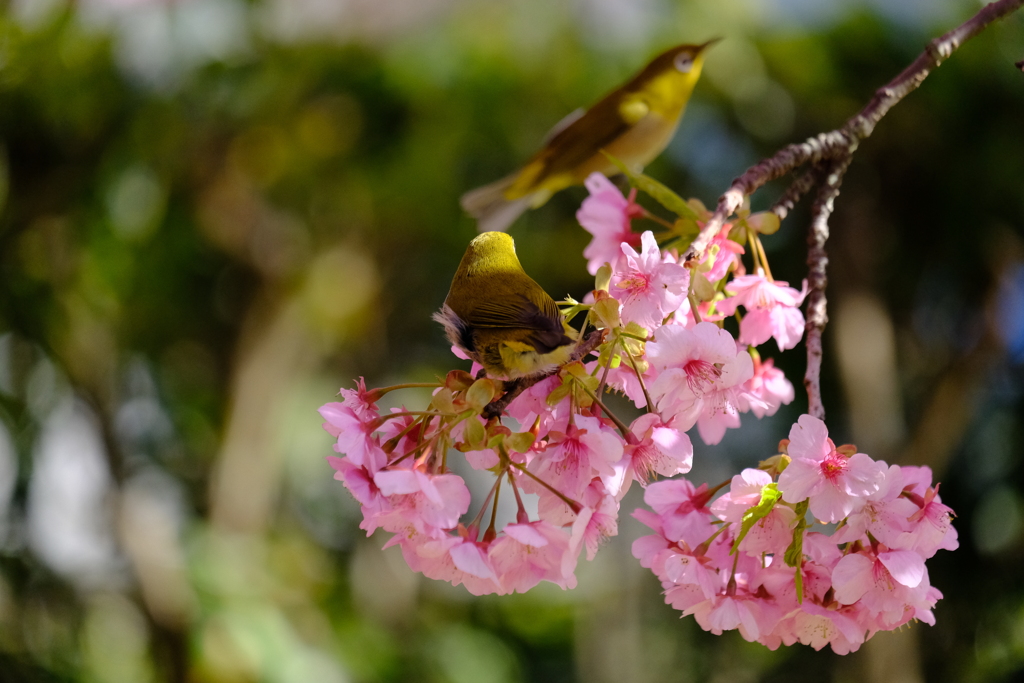 桜の刻､歓喜の刻 6