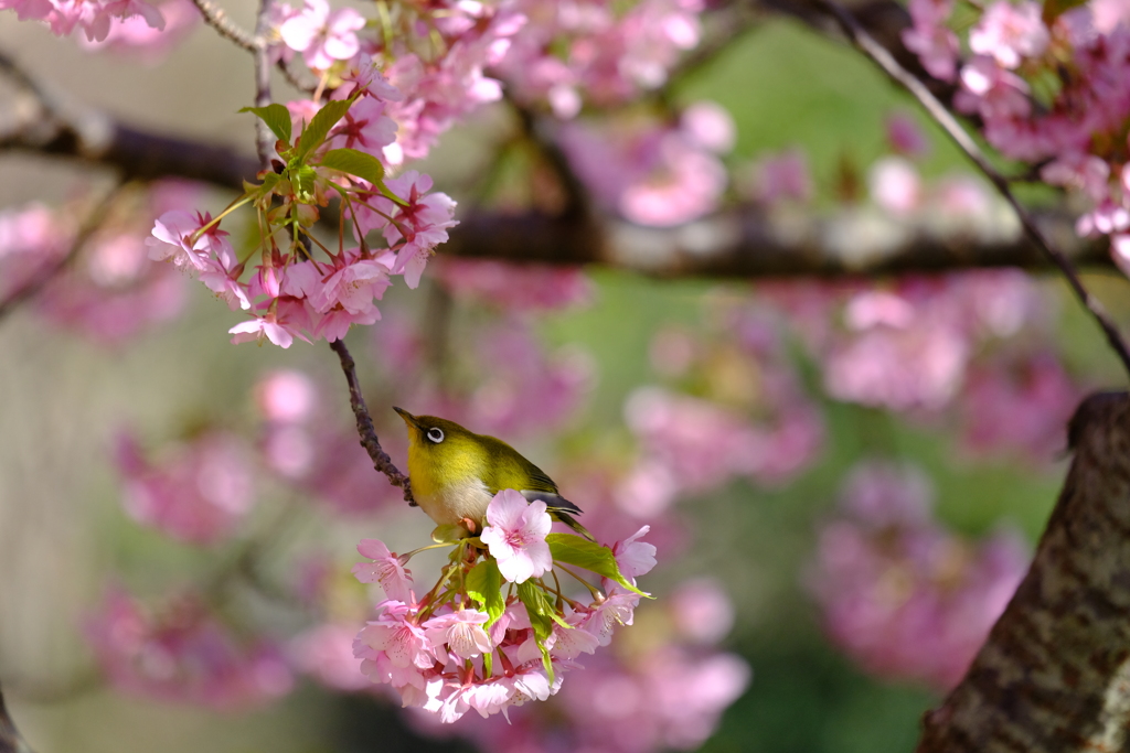 桜の刻､歓喜の刻 5