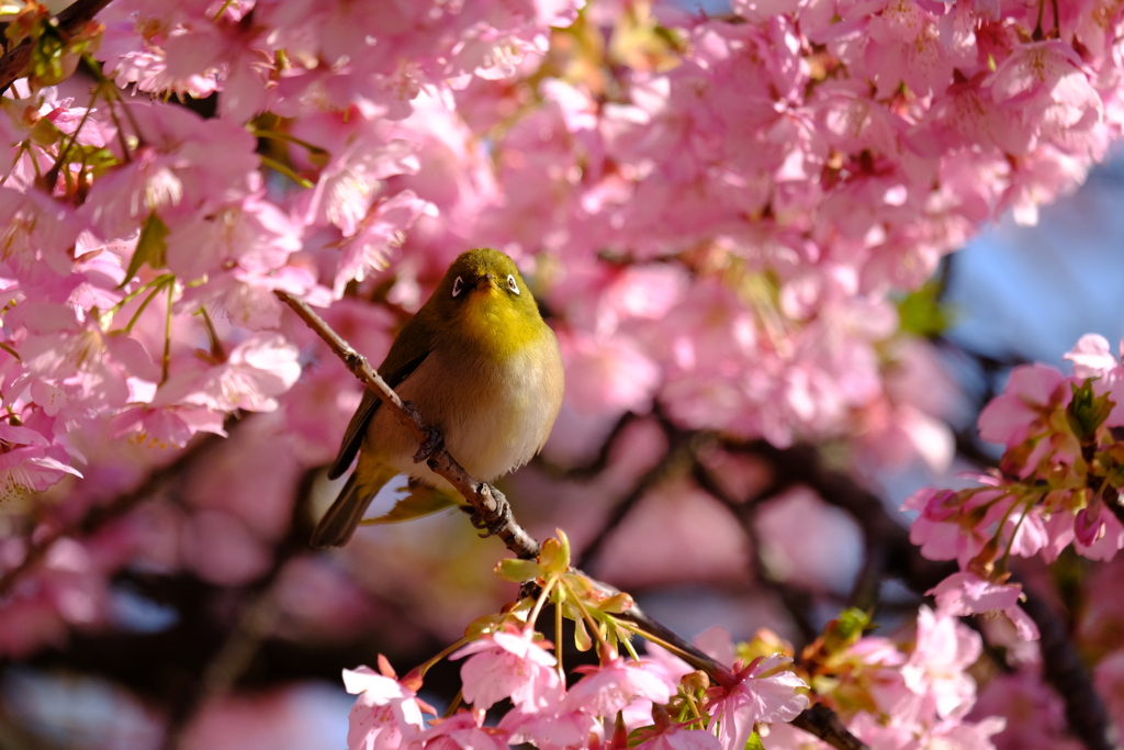桜の刻､歓喜の刻 8