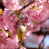 桜の刻､歓喜の刻 9