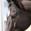 小倉競馬場にて 5