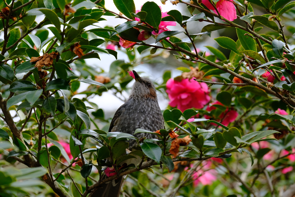 花  鳥