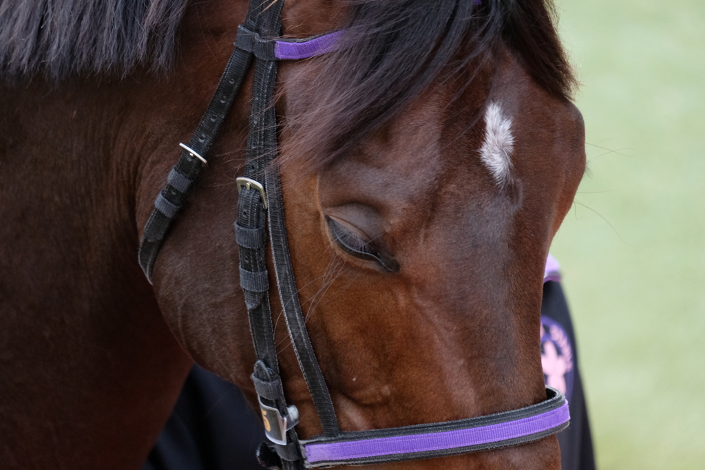 小倉競馬場にて 4