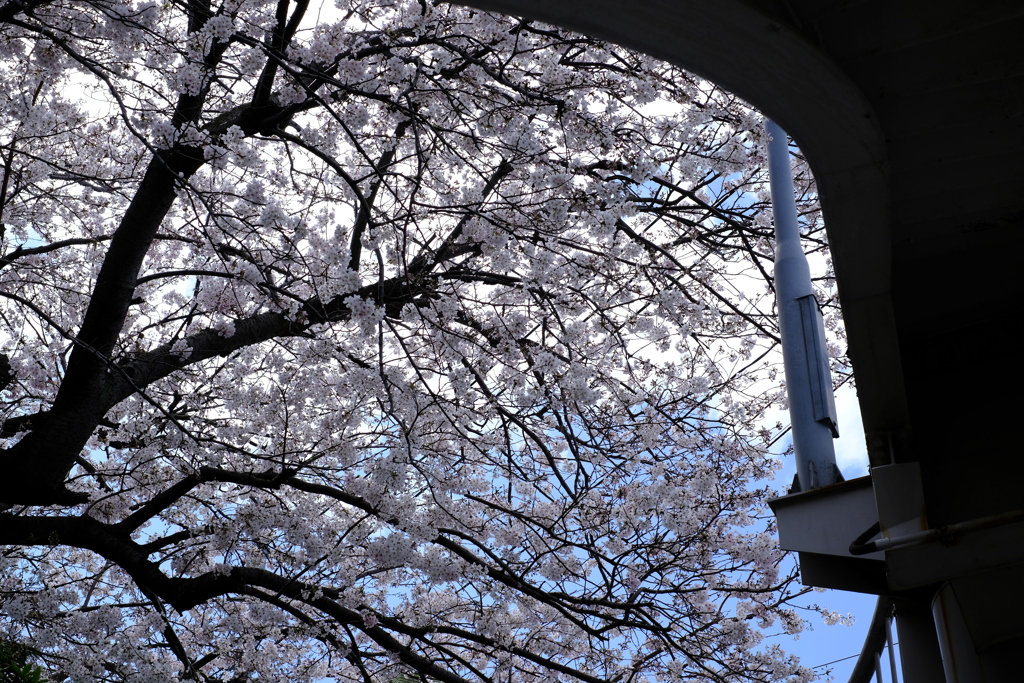 さくら日和 3