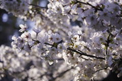 岡崎の桜