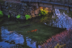 黄昏の色鯉
