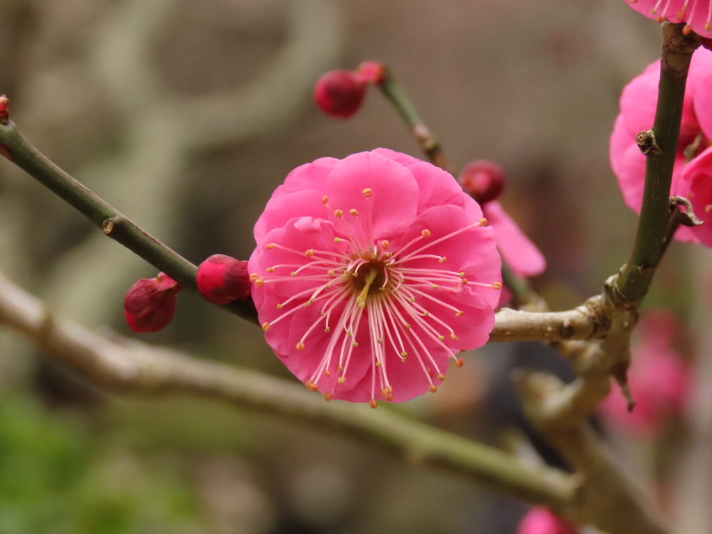 紅梅