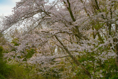 いまだけ