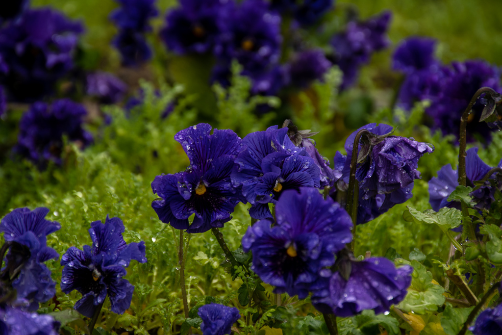 pansy