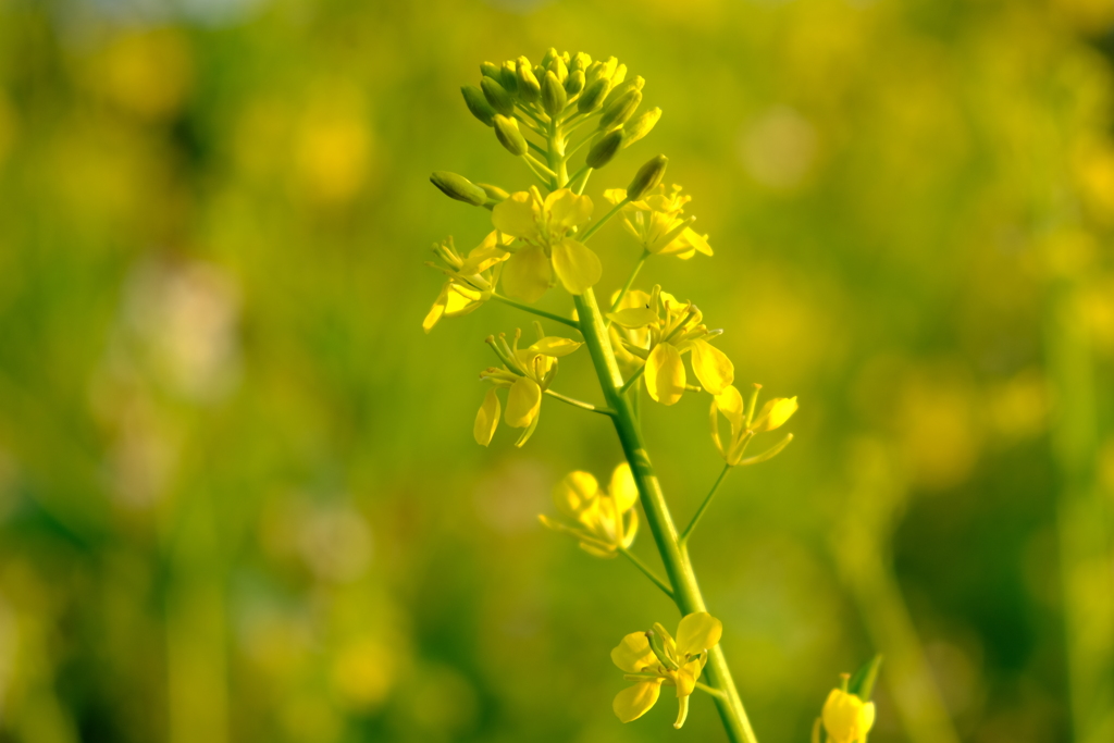 菜の花や月は東に日は西に