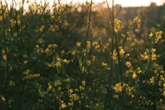 菜の花や月は東に日は西に_その２