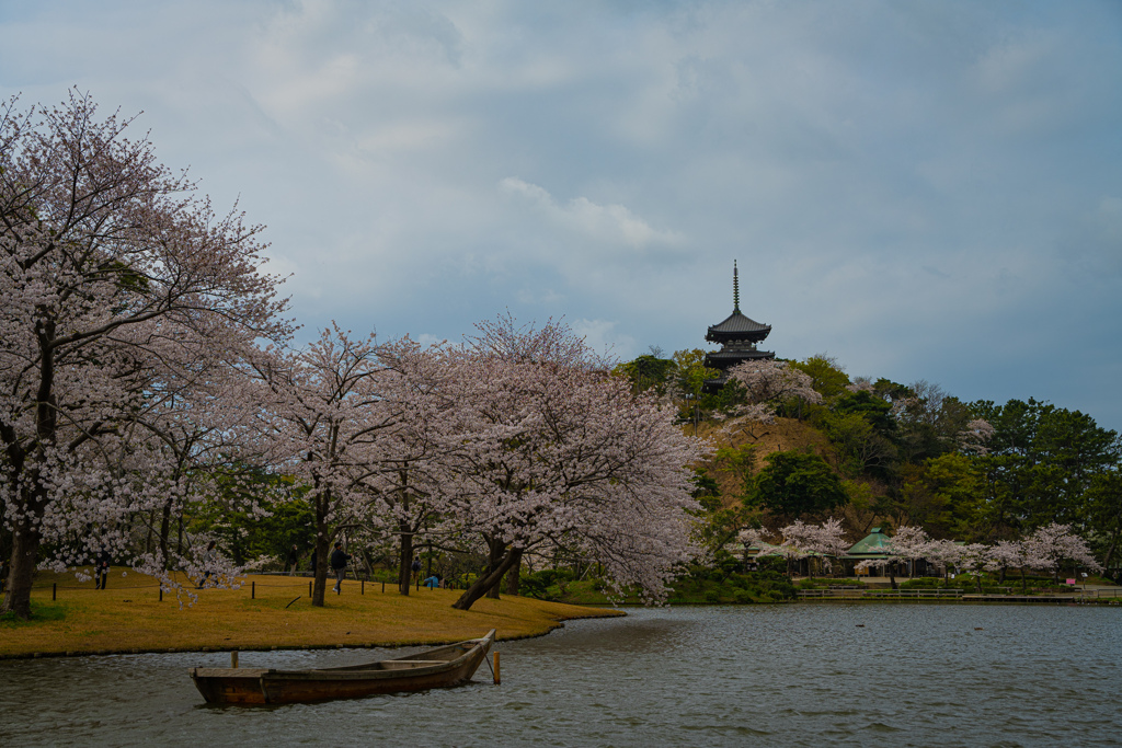 三渓園の桜