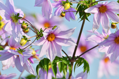 11月っぽくない（？）花