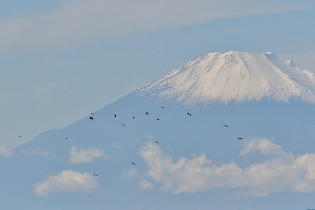 タゲリが往く２
