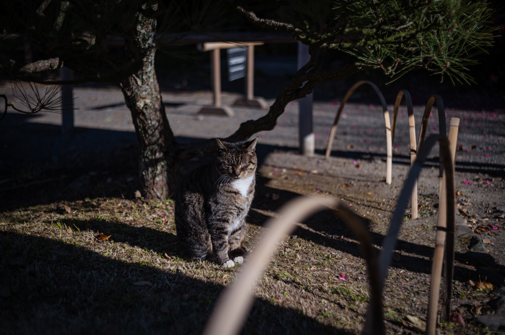 うたた寝
