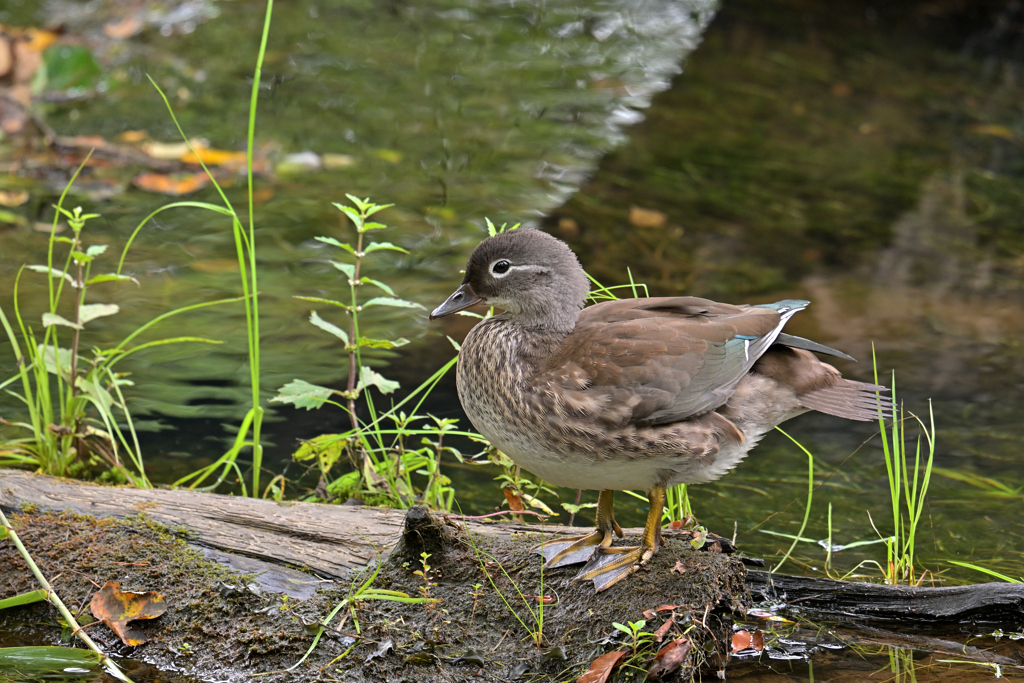 オシドリ幼鳥