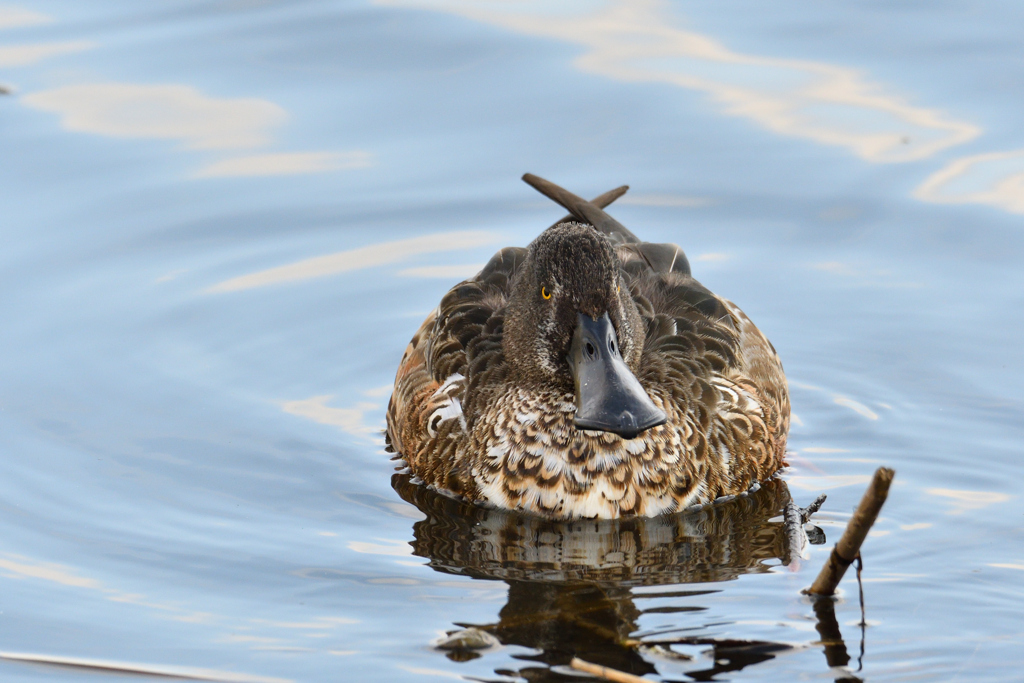 ハシビロガモ♂