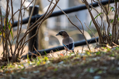 ドングリが好きなんですよ