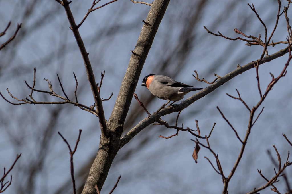 枯れ野の差し色