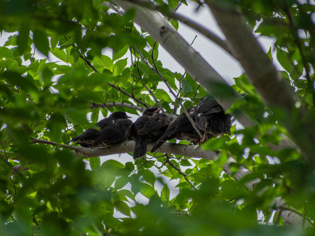 ハッカチョウ団子