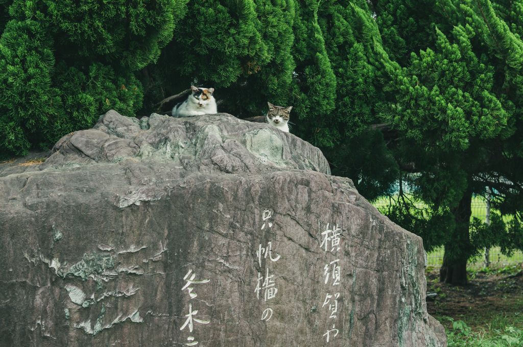スカ猫