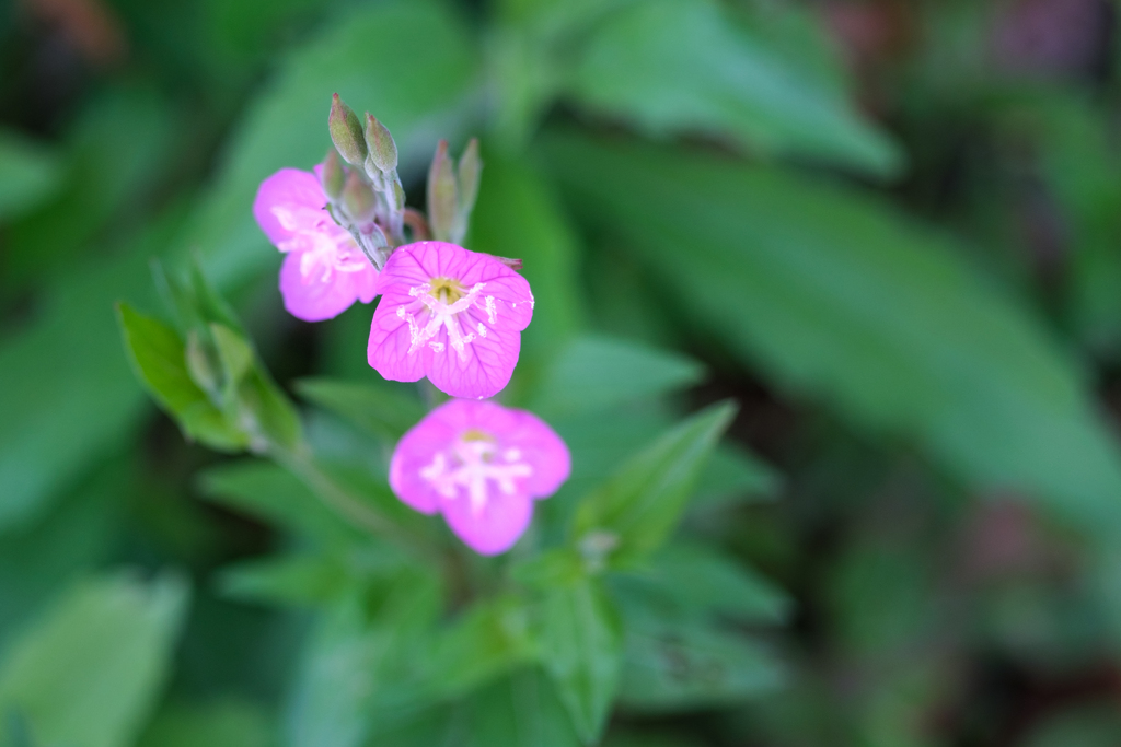 50年前のマクロレンズで２