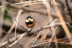 コレはワイのだから