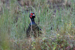キジも鳴かずば撮られまい２