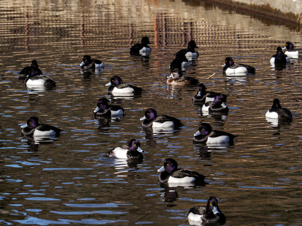 パープルヘッド