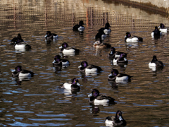 パープルヘッド