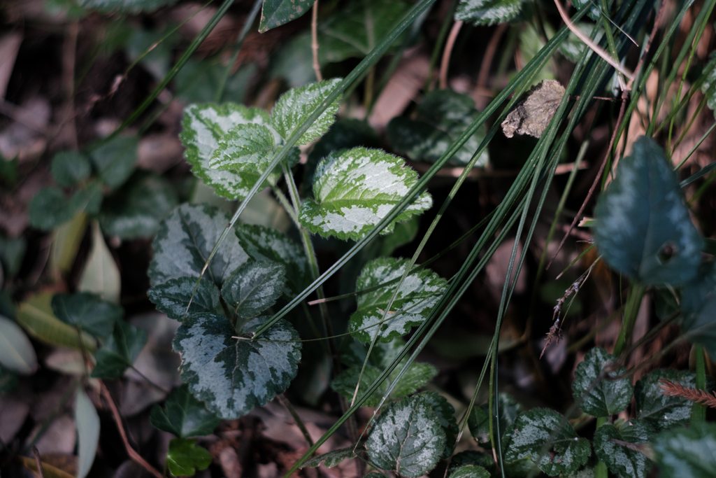日陰の息吹