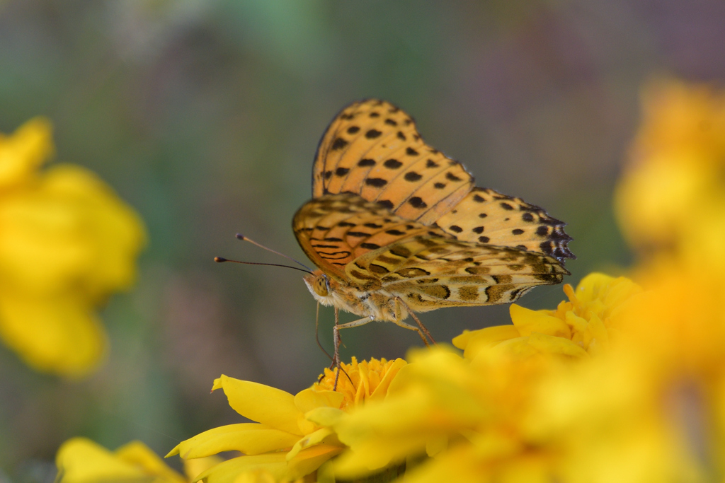 ツマグロヒョウモン