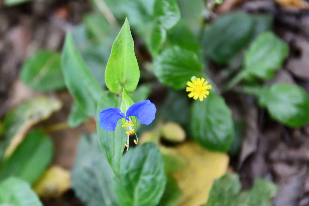 ツユクサ（これだけ知ってる）