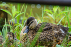 雨の間隙を縫って鳥撮り２