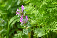 現代のレンズで撮りました