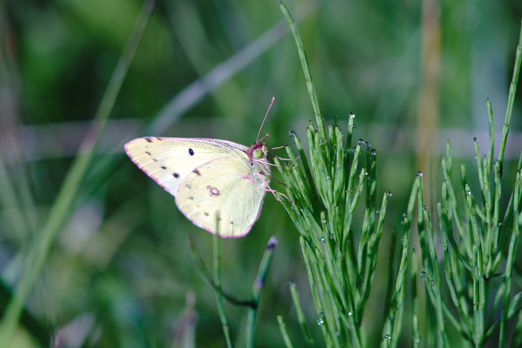髪の毛を紫に染めてる人居ましたよね