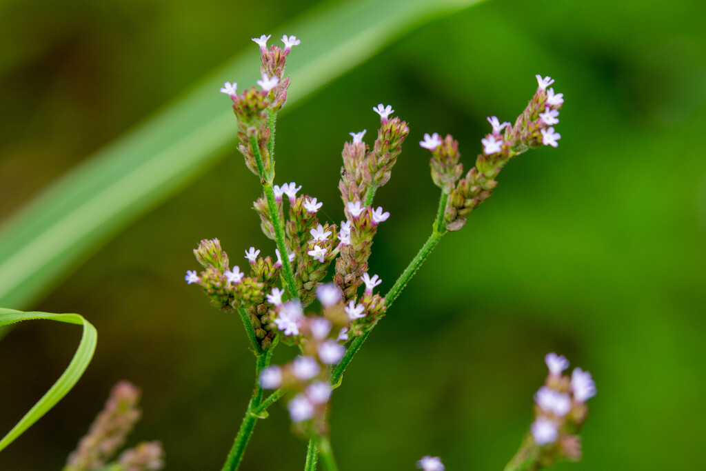 正に可憐な花　その１