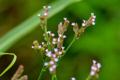 正に可憐な花　その１