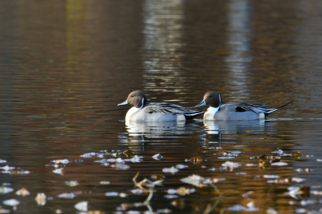色合いが好みなんです。