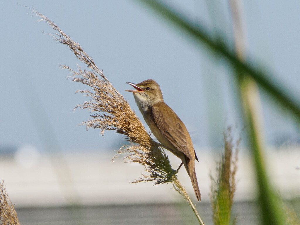 負けじと鳴きまくる