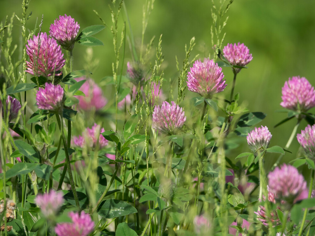 鳥撮りの合間に撮った花達２