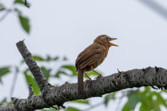 ガビチョウのお子様