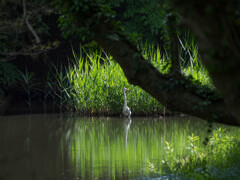 アオサギの居る風景２