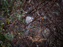 雪が降って来て…