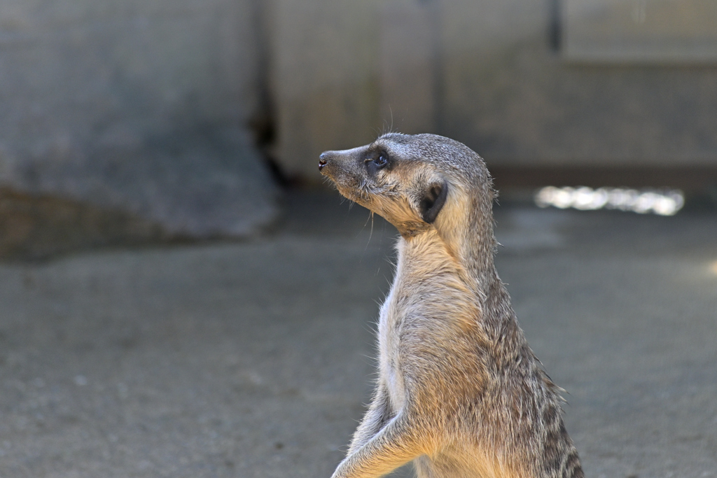 よこはま動物園ズーラシアにて