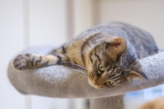 ウチの猫２（定期）